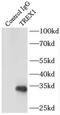 Three prime repair exonuclease 1 antibody, FNab08963, FineTest, Immunoprecipitation image 