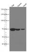 Spleen Associated Tyrosine Kinase antibody, 66721-1-Ig, Proteintech Group, Western Blot image 