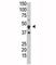 Dual specificity protein phosphatase 6 antibody, F51142-0.4ML, NSJ Bioreagents, Immunofluorescence image 