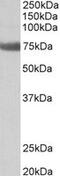 Transglutaminase-3-like antibody, TA309522, Origene, Western Blot image 