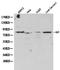 Heat Shock Protein Family A (Hsp70) Member 5 antibody, LS-C192662, Lifespan Biosciences, Western Blot image 