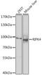 Receptor Interacting Serine/Threonine Kinase 4 antibody, 23-623, ProSci, Western Blot image 