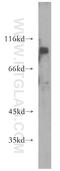 Integrator complex subunit 8 antibody, 18802-1-AP, Proteintech Group, Western Blot image 