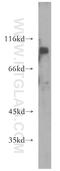 Integrator Complex Subunit 8 antibody, 18802-1-AP, Proteintech Group, Western Blot image 