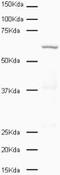 Polo Like Kinase 1 antibody, ab17057, Abcam, Western Blot image 