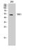Telomeric Repeat Binding Factor 1 antibody, STJ96098, St John
