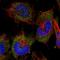 Alanyl-TRNA Synthetase antibody, HPA044223, Atlas Antibodies, Immunocytochemistry image 