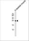 Transmembrane protein 239 antibody, A15838, Boster Biological Technology, Western Blot image 