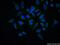 Carboxyl Ester Lipase antibody, 15384-1-AP, Proteintech Group, Immunofluorescence image 