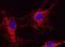 Cytochrome C, Somatic antibody, 45-6100, Invitrogen Antibodies, Immunofluorescence image 