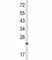 RAN, Member RAS Oncogene Family antibody, F49794-0.4ML, NSJ Bioreagents, Western Blot image 