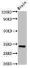 Calcium release-activated calcium channel protein 1 antibody, LS-C673154, Lifespan Biosciences, Western Blot image 