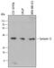 Syntaxin 12 antibody, MAB6617, R&D Systems, Western Blot image 