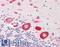 MOB Kinase Activator 1B antibody, LS-B11559, Lifespan Biosciences, Immunohistochemistry frozen image 