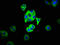 Melanocortin 3 Receptor antibody, LS-C670641, Lifespan Biosciences, Immunofluorescence image 