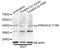 Protein Kinase CAMP-Activated Catalytic Subunit Alpha antibody, AP0557, ABclonal Technology, Western Blot image 