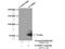 GTP Binding Protein 1 antibody, 16374-1-AP, Proteintech Group, Immunoprecipitation image 