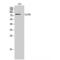 Glucosamine (UDP-N-Acetyl)-2-Epimerase/N-Acetylmannosamine Kinase antibody, LS-C383695, Lifespan Biosciences, Western Blot image 