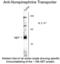 Solute Carrier Family 6 Member 2 antibody, 50-127, ProSci, Western Blot image 