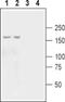 Glutamate Ionotropic Receptor Kainate Type Subunit 3 antibody, PA5-77435, Invitrogen Antibodies, Western Blot image 