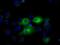 Interferon-induced protein with tetratricopeptide repeats 1 antibody, NBP2-02340, Novus Biologicals, Immunofluorescence image 