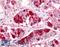 G Protein-Coupled Receptor 151 antibody, LS-A486, Lifespan Biosciences, Immunohistochemistry frozen image 