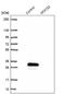 Molybdenum Cofactor Synthesis 2 antibody, NBP1-81045, Novus Biologicals, Western Blot image 