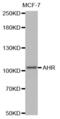 Aryl Hydrocarbon Receptor antibody, abx001244, Abbexa, Western Blot image 
