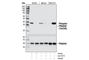 AKT1 Substrate 1 antibody, 2997P, Cell Signaling Technology, Western Blot image 