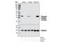 PRAS40 antibody, 2997P, Cell Signaling Technology, Western Blot image 