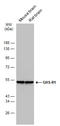 Growth Hormone Secretagogue Receptor antibody, GTX108171, GeneTex, Western Blot image 