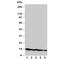 NADH:Ubiquinone Oxidoreductase Subunit A1 antibody, R30746, NSJ Bioreagents, Western Blot image 