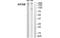 Kinesin Family Member 20B antibody, MBS5300610, MyBioSource, Western Blot image 