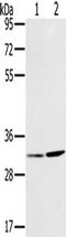 Estradiol 17-beta-dehydrogenase 12 antibody, TA350058, Origene, Western Blot image 