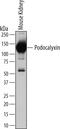 Podocalyxin Like antibody, AF1556, R&D Systems, Western Blot image 