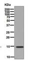 Bone Morphogenetic Protein 7 antibody, ab129156, Abcam, Western Blot image 