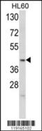 Apolipoprotein L4 antibody, 62-459, ProSci, Western Blot image 