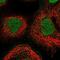 Pleckstrin Homology And RhoGEF Domain Containing G1 antibody, NBP1-90845, Novus Biologicals, Immunofluorescence image 