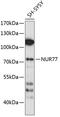 Nuclear Receptor Subfamily 4 Group A Member 1 antibody, 13-298, ProSci, Western Blot image 