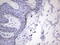 GLI Family Zinc Finger 1 antibody, LS-C338945, Lifespan Biosciences, Immunohistochemistry frozen image 