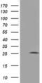 Adenylate Kinase 3 antibody, MA5-25271, Invitrogen Antibodies, Western Blot image 