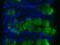 Resistin-like beta antibody, GTX31208, GeneTex, Immunohistochemistry paraffin image 