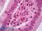 Cyclin Dependent Kinase 1 antibody, LS-B7092, Lifespan Biosciences, Immunohistochemistry frozen image 