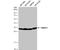 Survival Motor Neuron Domain Containing 1 antibody, NBP2-20424, Novus Biologicals, Western Blot image 