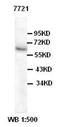 Kruppel Like Factor 15 antibody, orb77149, Biorbyt, Western Blot image 
