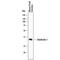 Intelectin 1 antibody, MAB8074, R&D Systems, Western Blot image 