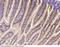 Interferon Regulatory Factor 6 antibody, 100646-T10, Sino Biological, Immunohistochemistry paraffin image 