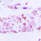 Glycogen Synthase Kinase 3 Alpha antibody, LS-C353994, Lifespan Biosciences, Immunohistochemistry frozen image 
