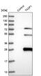 Taspase 1 antibody, NBP1-88306, Novus Biologicals, Western Blot image 