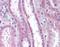 Apolipoprotein D antibody, NBP1-40025, Novus Biologicals, Immunohistochemistry paraffin image 